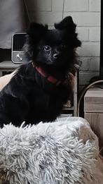 Dwergkees teefje, Dieren en Toebehoren, België, Particulier, Keeshond, 1 tot 2 jaar