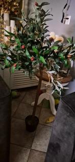 Grote nep olijfboom 140 cm, Ophalen