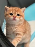 Britse korthaar golden shaded, Dieren en Toebehoren, Poes, Met stamboom, 0 tot 2 jaar