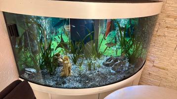 Hoek aquarium 350 L beschikbaar voor biedingen