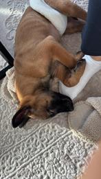 Puppy, Dieren en Toebehoren, Honden | Herdershonden en Veedrijvers, Reu, Eén hond, Herder, Nederland