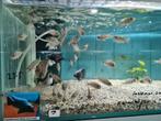 Copadichromis Mloto Ivory Head Malawi Cichliden, Vis, Zoetwatervis