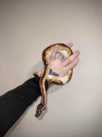 Konings python fire piebald, Dieren en Toebehoren, Slang, Tam, 0 tot 2 jaar