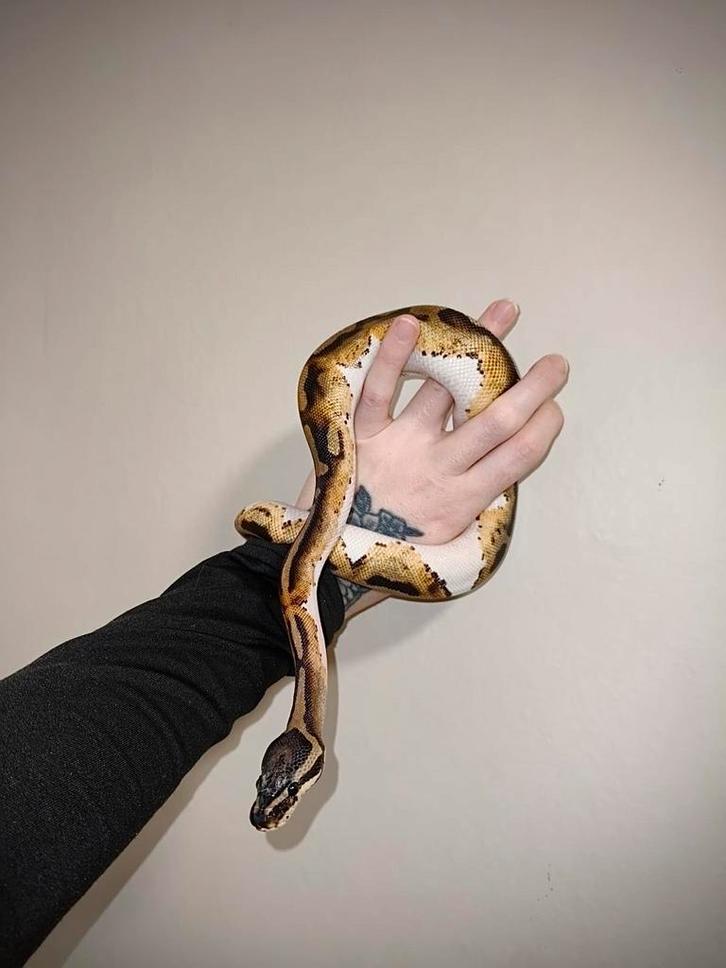 Konings python fire piebald Ball Python - female for sale from Jennifer