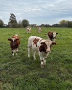 3 MRIJ stieren te koop, Dieren en Toebehoren, Runderen, Mannelijk, 0 tot 2 jaar