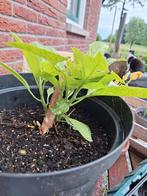 Brugmansia - grote plant, Ophalen, Zomer, Overige soorten