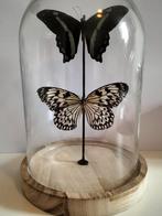 Opgezette vlinders in grote glazen stolp, Ophalen of Verzenden, Nieuw