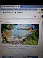 Krobia xinguensis, Dieren en Toebehoren, Vissen | Aquariumvissen, Vis, Zoetwatervis