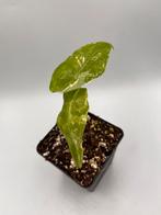 Alocasia Longiloba albo variegata, Overige soorten, In pot, Minder dan 100 cm, Bloeiende kamerplant