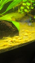 L144  algeneters, Dieren en Toebehoren, Vissen | Aquariumvissen, Vis