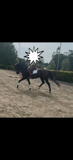 Ervaren ruiter gezocht voor jonge merrie, Dieren en Toebehoren, Paarden, Merrie, 160 tot 165 cm, Recreatiepaard