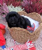 Leuke boomer pups te koop!, Dieren en Toebehoren, Overige rassen, CDV (hondenziekte), 8 tot 15 weken, Meerdere