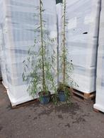 Gele treurwilg, Ophalen, Overige soorten, Minder dan 100 cm