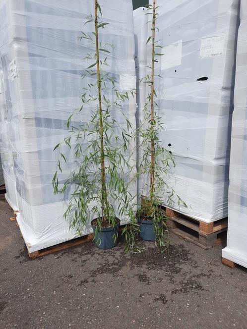 Gele treurwilg, Tuin en Terras, Planten | Struiken en Hagen, Overige soorten, Minder dan 100 cm, Ophalen