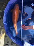 Chagoi Japanse Jumbo Koi, Dieren en Toebehoren, Vissen | Vijvervissen, Karper of Koi