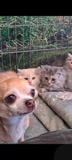 Prachtige Maine coon kittens, Dieren en Toebehoren, Katten en Kittens | Raskatten | Langhaar, Meerdere dieren, Gechipt