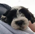 Unieke kruising Cocker Spaniel / Maltezer Silky Cocker mini, Dieren en Toebehoren, Overige rassen, CDV (hondenziekte), 8 tot 15 weken
