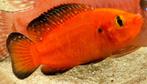 Hemichromis exsul, Dieren en Toebehoren, Vis, Zoetwatervis