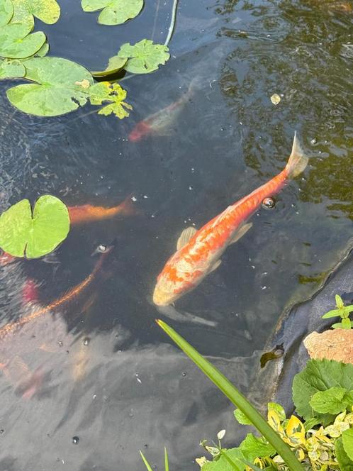 Vijver vol koi karpers en paar goudvissen shubunkin, Dieren en Toebehoren, Vissen | Vijvervissen, Karper of Koi