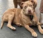 American Bully XL teef met ABKC stamboom, Rabiës (hondsdolheid), 15 weken tot 1 jaar, Teef, Eén hond