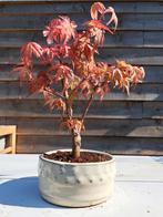 Acer palmatum deshojo bonsai, Bloeit niet, Halfschaduw, Minder dan 100 cm, Overige soorten
