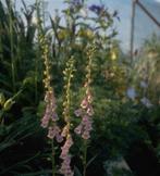 VINGERHOEDSKRUID, DIGITALIS, Tweejarig, Halfschaduw, Zomer, Ophalen