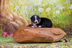 Australian shepherd min/ miniature American shepherd, Dieren en Toebehoren, Honden | Herdershonden en Veedrijvers, Nederland, CDV (hondenziekte)