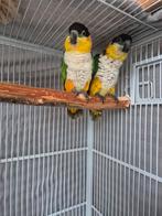 Tamme koppel zwartkop caique, Dieren en Toebehoren