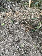 Jungle busch  kwartels, Dieren en Toebehoren, Pluimvee, Meerdere dieren, Overige soorten