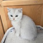 Britshe korthaar Golden shaded, Dieren en Toebehoren, 0 tot 2 jaar