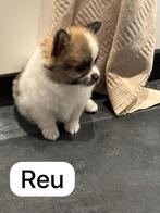 Pomchi pups nog 3 beschikbaar, Dieren en Toebehoren, Overige rassen, 8 tot 15 weken, Meerdere, Meerdere dieren