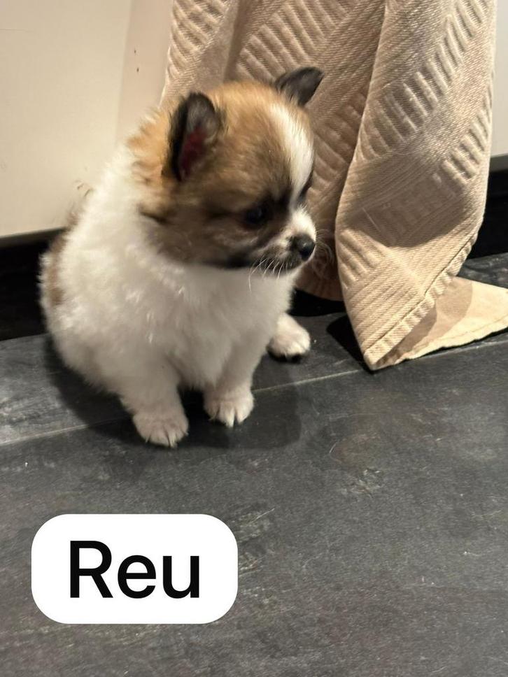 Pomchi pups nog 3 beschikbaar, Dieren en Toebehoren, Honden | Chihuahua's en Gezelschapshonden, Meerdere dieren, Overige rassen