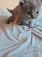 Britse korthaar kittens♡, Dieren en Toebehoren, Katten en Kittens | Raskatten | Korthaar, Meerdere dieren, Gechipt, 0 tot 2 jaar