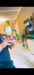 Een koppel caiques te koop, Meerdere dieren, Papegaai, Tam