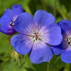 Geranium rozanne, Ophalen, Zomer, Bodembedekkers, Halfschaduw