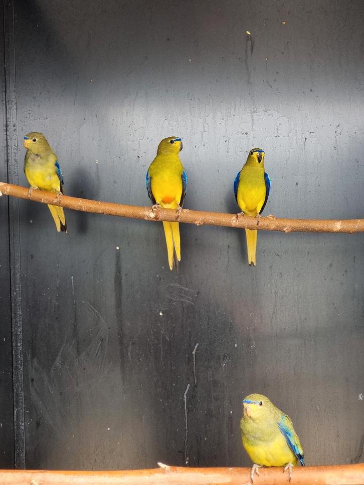 Elegantparkiet | Broedkoppels | Deskundig advies, Dieren en Toebehoren, Vogels | Parkieten en Papegaaien, Parkiet, Meerdere dieren
