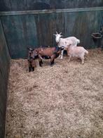 Dwerggeit met jong geitje en bokje, Vrouwelijk, Geit