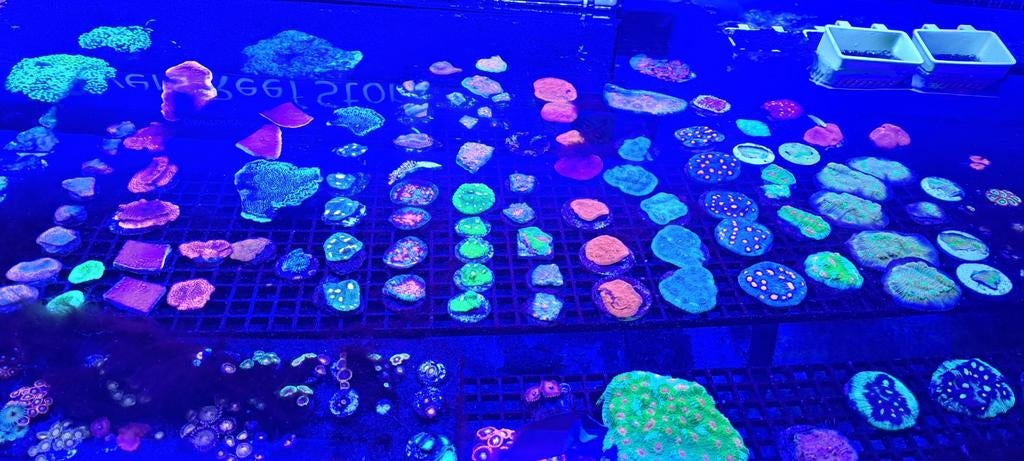 Mooie koralen voor het zeeaquarium