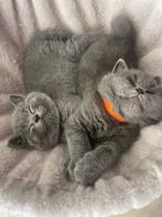 Britse korthaar kittens 100% raszuiver, Dieren en Toebehoren, Katten en Kittens | Raskatten | Korthaar, Meerdere dieren, Ontwormd