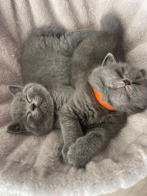 Britse korthaar kittens 100% raszuiver, Dieren en Toebehoren, Katten en Kittens | Raskatten | Korthaar, Meerdere dieren, 0 tot 2 jaar
