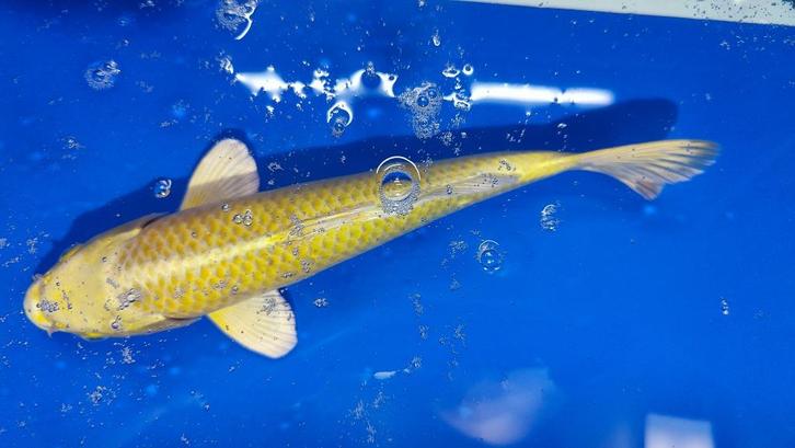 Yamabuki Ogon, Japanse koi te koop voor betaalbare prijs., Dieren en Toebehoren, Vissen | Vijvervissen, Karper of Koi