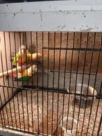 Pyrrhura's, Dieren en Toebehoren, Meerdere dieren, Parkiet, Geringd