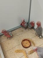 Tamme baby Rose Kakatoes met DNA en getest op alle ziektes
V, Meerdere dieren, Papegaai, Geringd