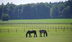 Stalling gezocht in overasselt, Dieren en Toebehoren, Stalling en Weidegang, Stalling