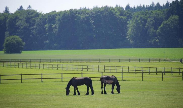 Stalling gezocht in overasselt, Dieren en Toebehoren, Stalling en Weidegang, Stalling