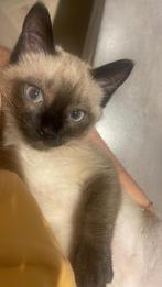 2 siameese katten man/ vrouw, Meerdere dieren, 0 tot 2 jaar