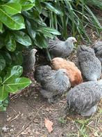 Te koop cochin krielhennen van 2025 zilverpatrijs , tarwe,, Dieren en Toebehoren, Pluimvee, Meerdere dieren, Kip