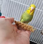 Jonge grasparkieten, Dieren en Toebehoren, Vogels | Parkieten en Papegaaien, Meerdere dieren, Parkiet