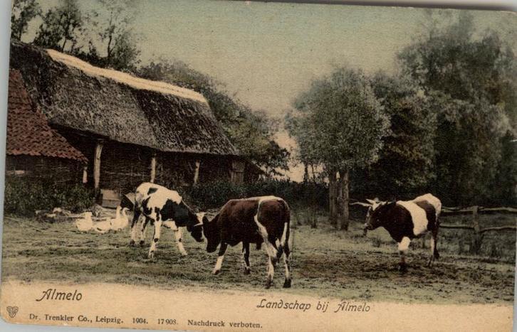Almelo Landschap met koeien vóór 1906, Verzamelen, Ansichtkaarten | Nederland, Ongelopen, Overijssel, Voor 1920, Ophalen of Verzenden
