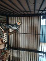 Manlijke valkparkiet niet tam half jaar oud, Dieren en Toebehoren, Vogels | Parkieten en Papegaaien, Mannelijk, Parkiet